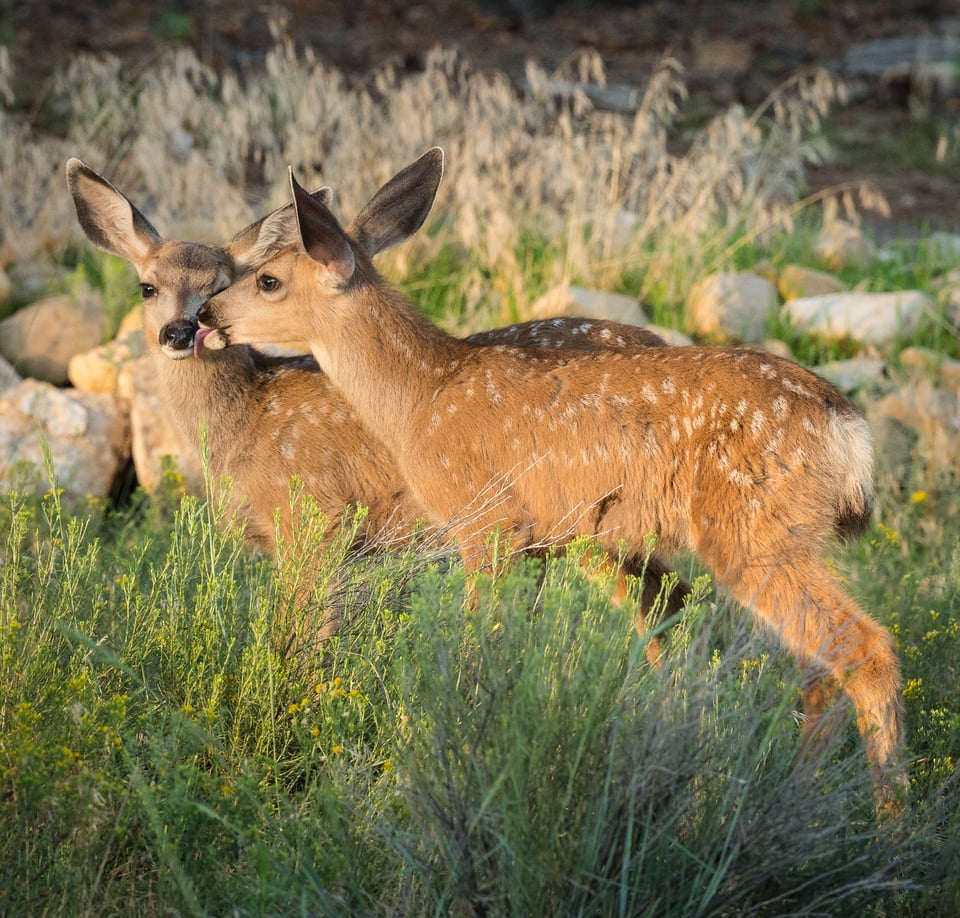 Verm-fawning-South-Rim-7356-2