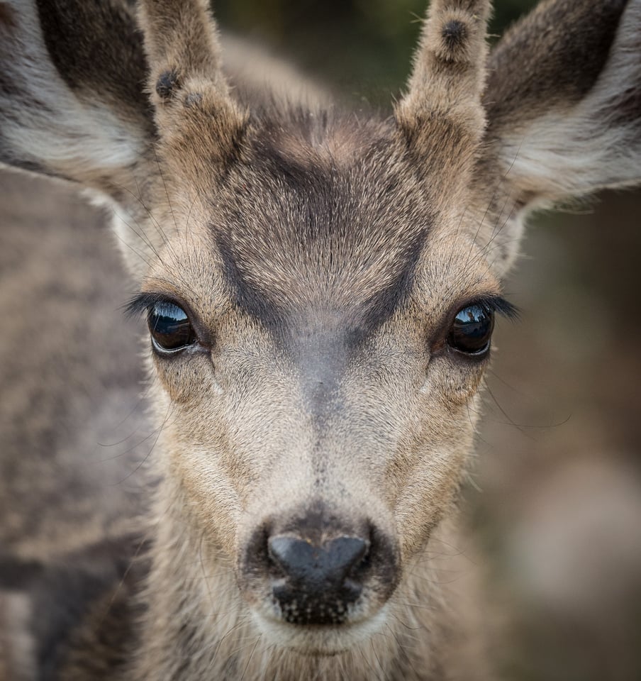 Verm-spike-eyes-South-Rim-7020-3