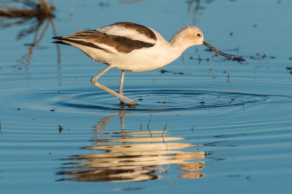 Yolo Bypass Wildlife Reserve #3