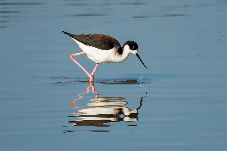 Yolo Bypass Wildlife Reserve #4