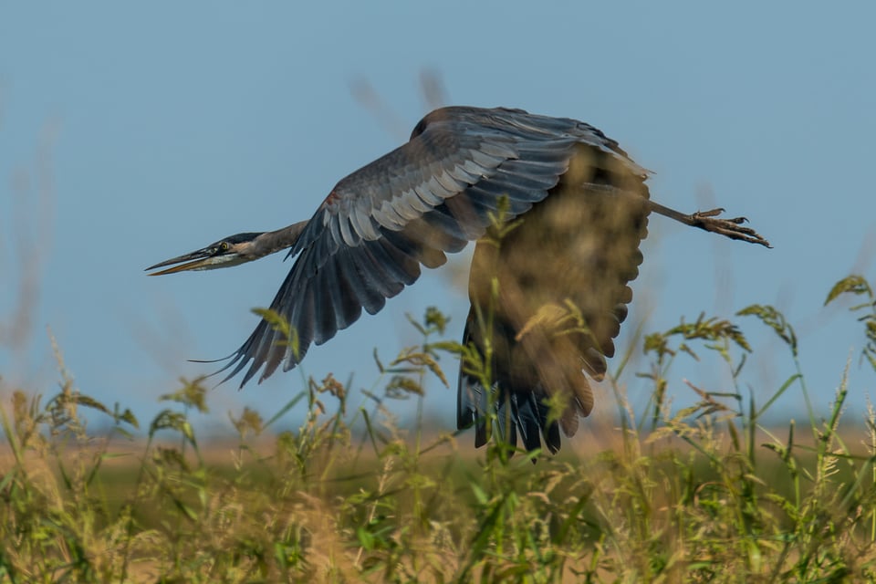 Yolo Bypass Wildlife Reserve #2