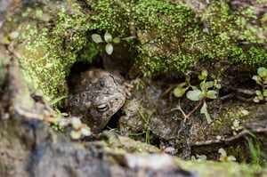 Patuxent Research Refuge #1