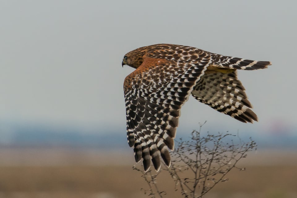 Yolo Bypass Wildlife Reserve #5