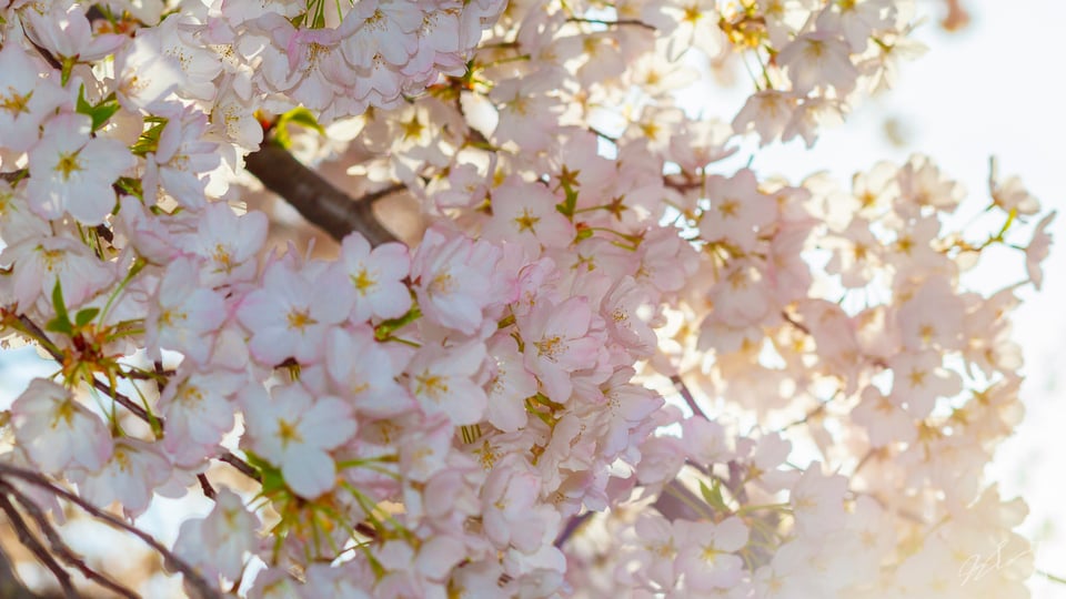 tidal-basin-cherry-blossom-festival-1