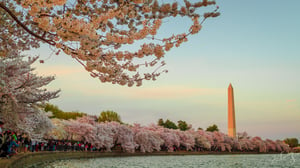 tidal-basin-cherry-blossom-festival-3