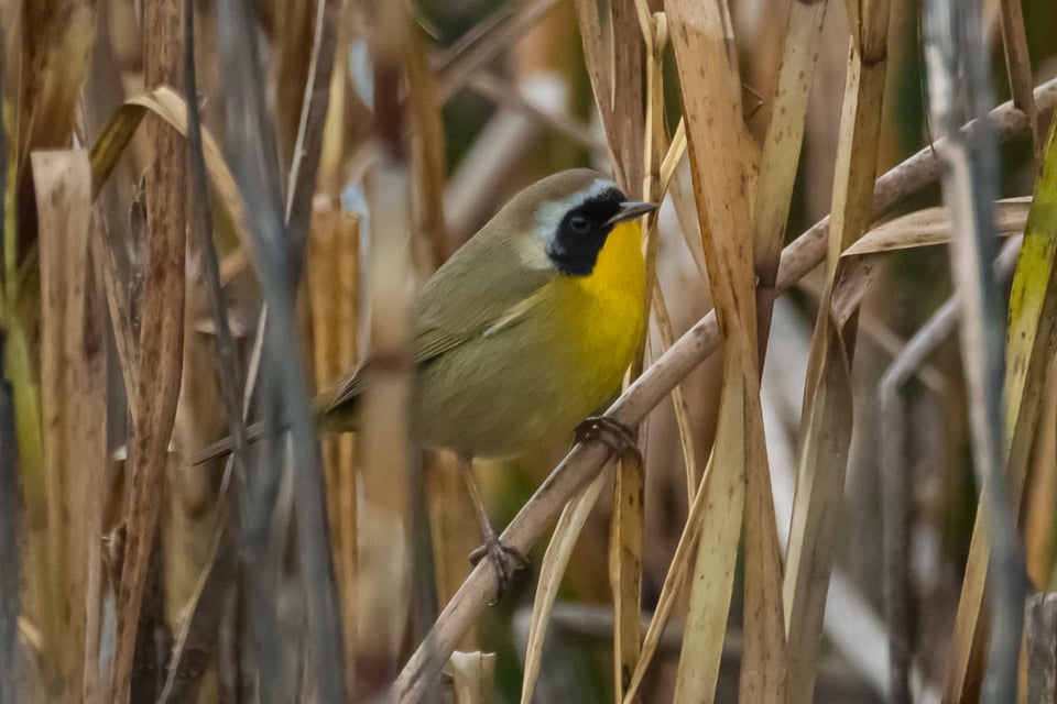 Yolo Bypass Wildlife Reserve #7