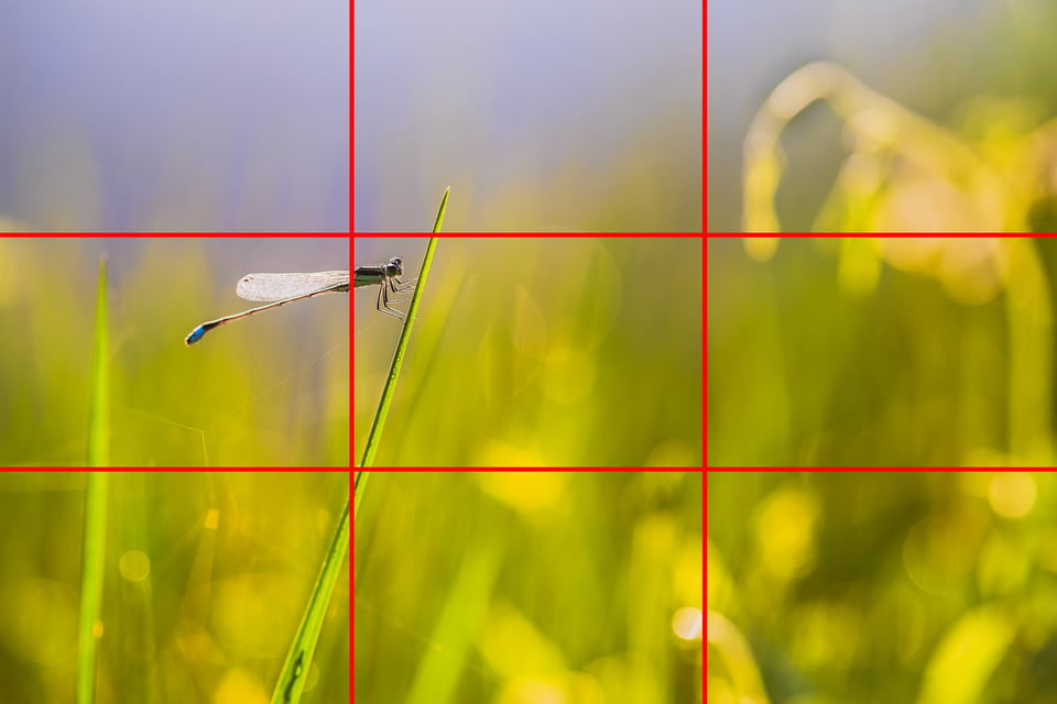 Damselfly with Rule of Thirds