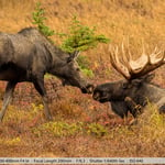 Cow Moose Kissing the Bull Bedded Down
