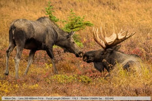 Cow Moose Kissing the Bull Bedded Down