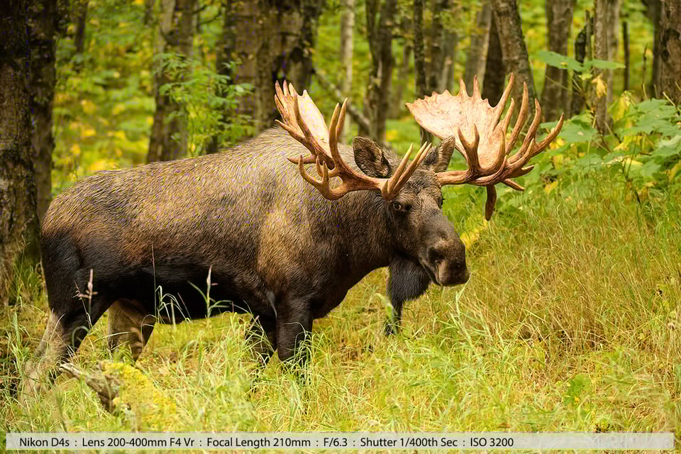 Big Bull Moose Anchorage Alaska 40points