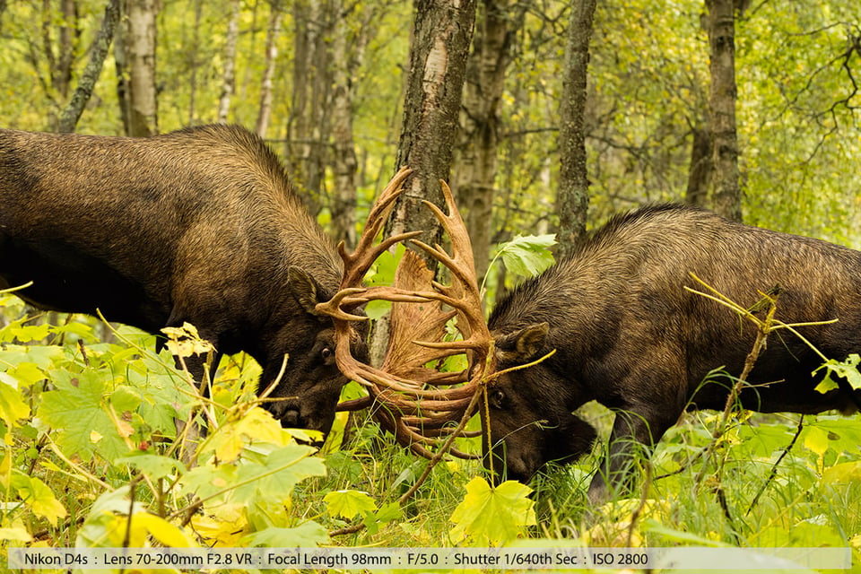 Big 40pt Bull Moose Fight Anchorage Alaska