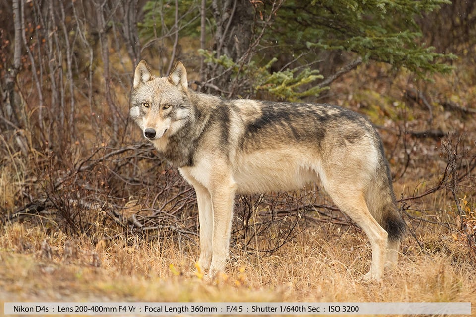 Wolf Walking in Denali NP Alaska