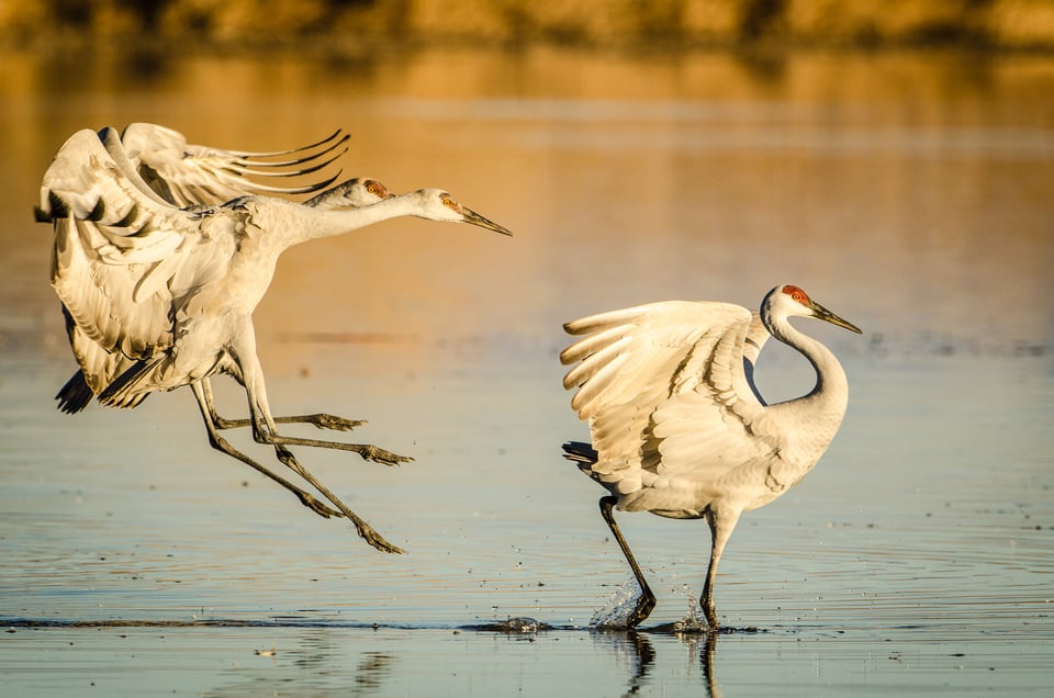 JohnSherman_3CranesLanding_BosqueDelApache-2