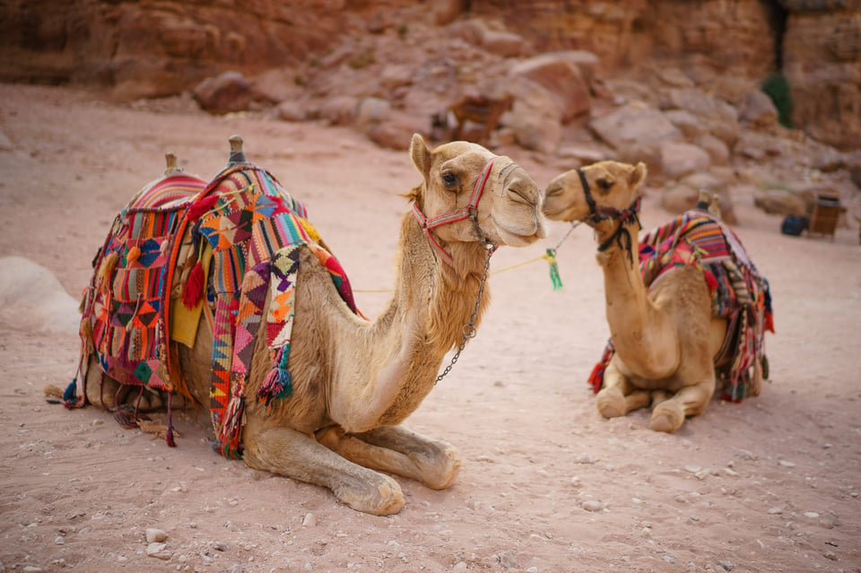 Petra Camels