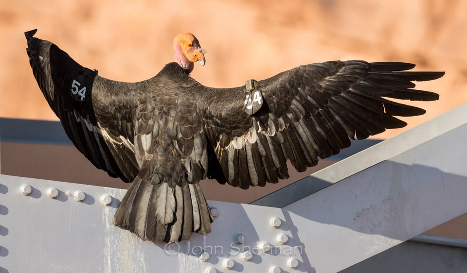 California Condor