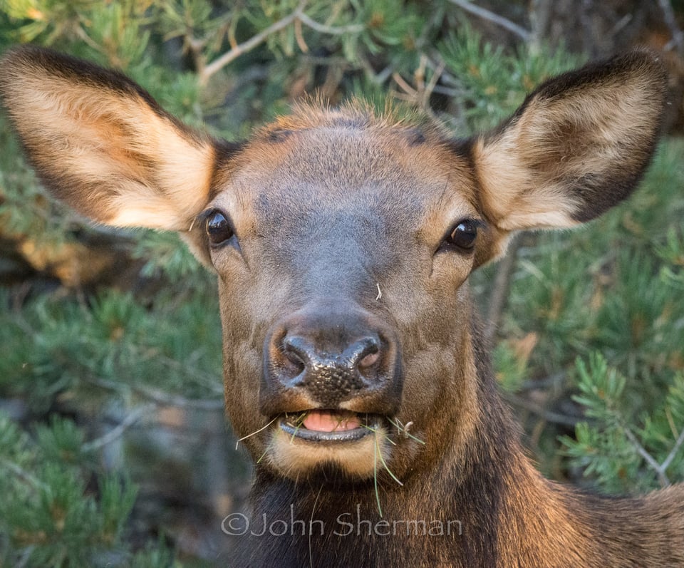 Verm-Duh-South-Rim-726374