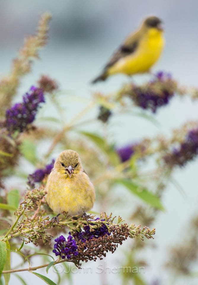 Verm-FandM-goldfinch-500FL-720050