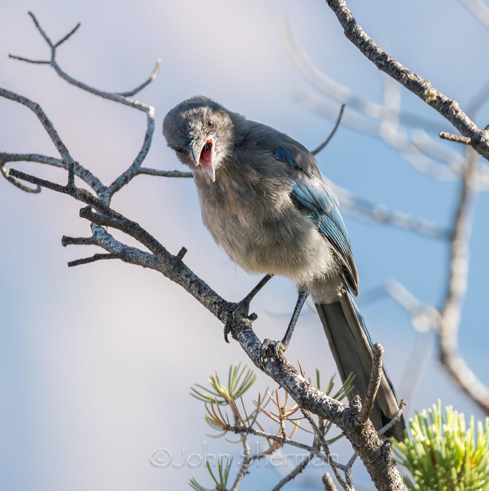 Verm-Scrub-Jay-Tami-South-Rim-7540