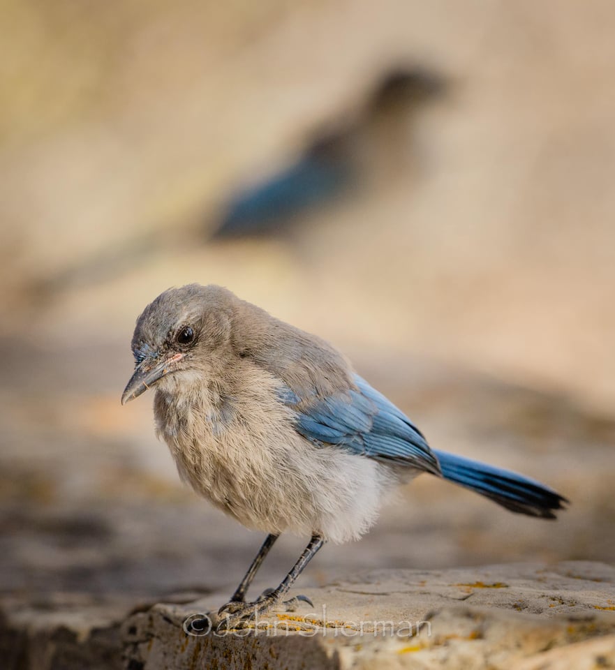 Western Scrub-Jay