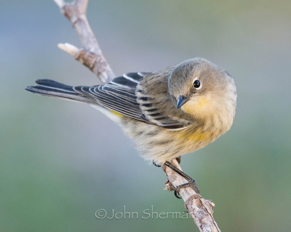 Verm-Yellow-rumped-Warbler-backyard-729606