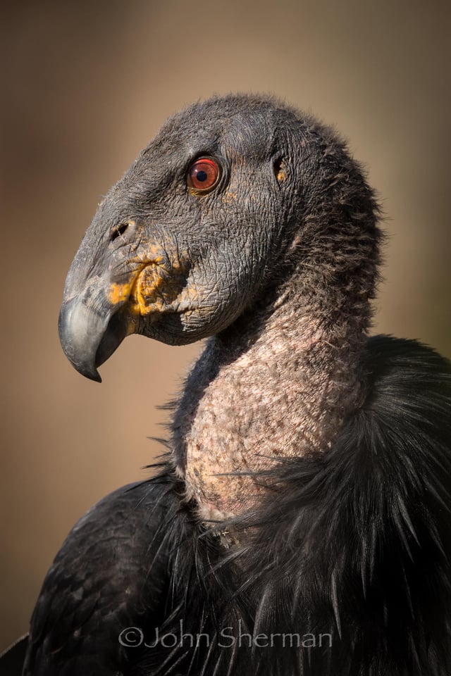 Verm-adolescent-condor-Kolob-723013