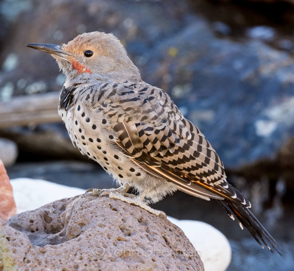 Verm-juvi-m-flicker-backyard-729728