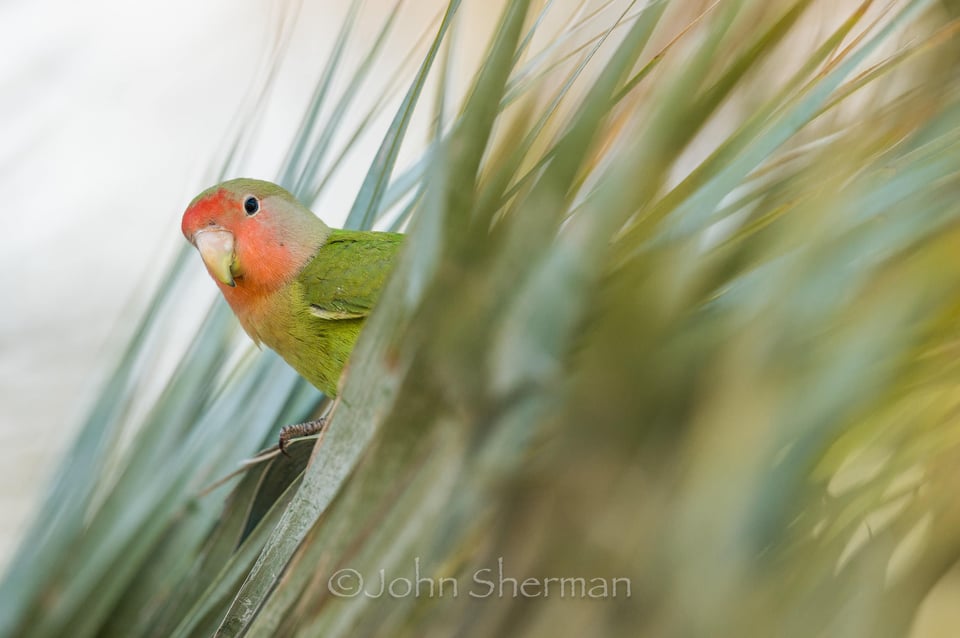 Verm-lovebird-bokeh-Hill-yard-4611