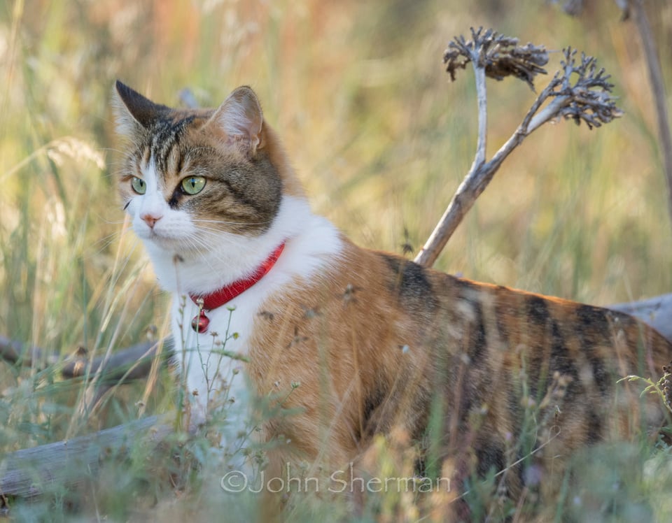 Verm-neighbors-cat-backyard-729190