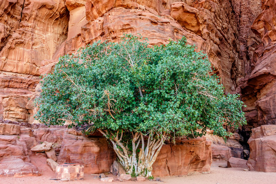 Wadi Rum (3)