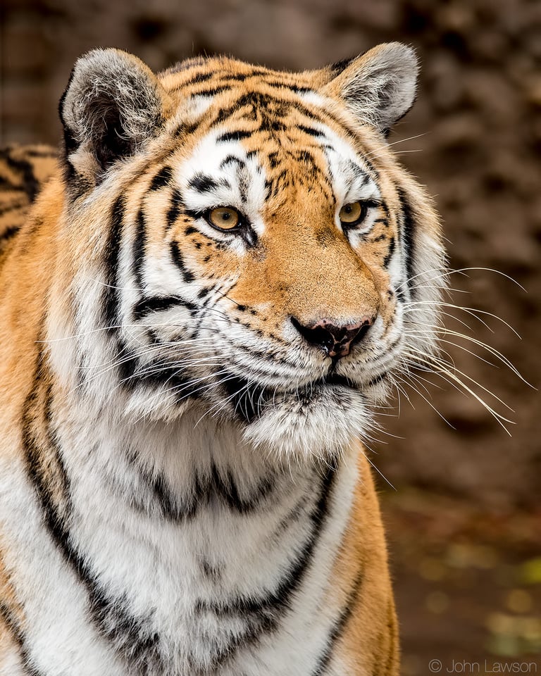 Amur Tiger (C) 400mm f_8 1_250s ISO1600