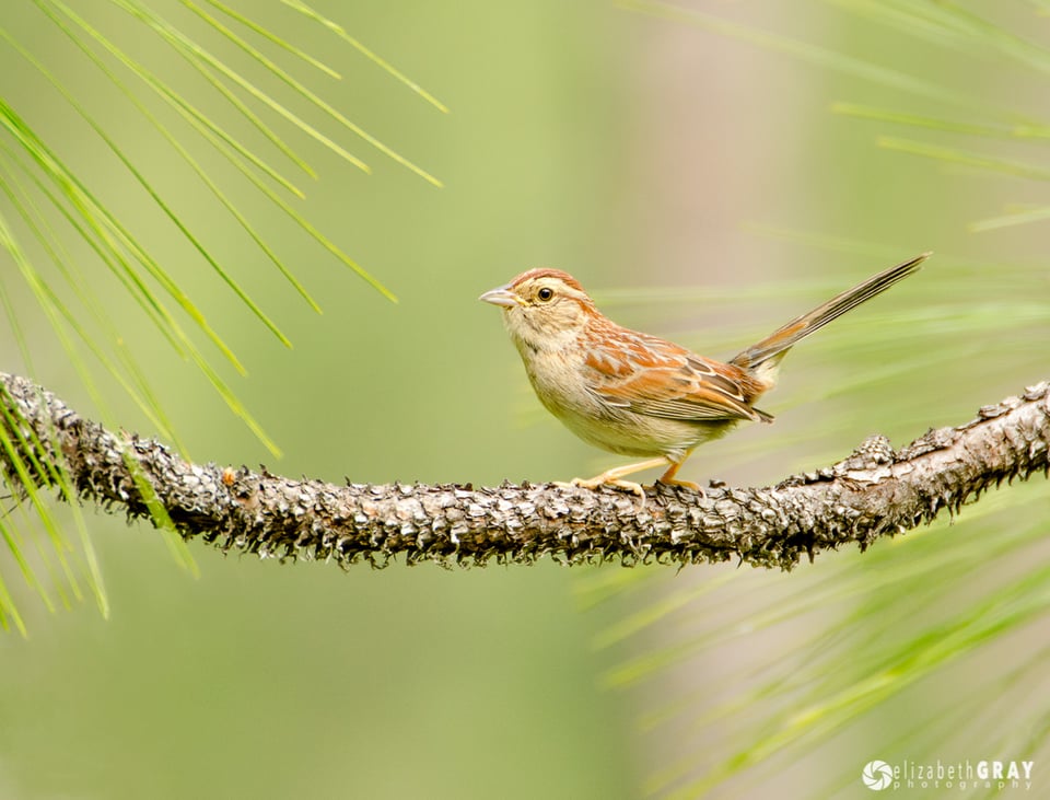 Bachman's Sparrow