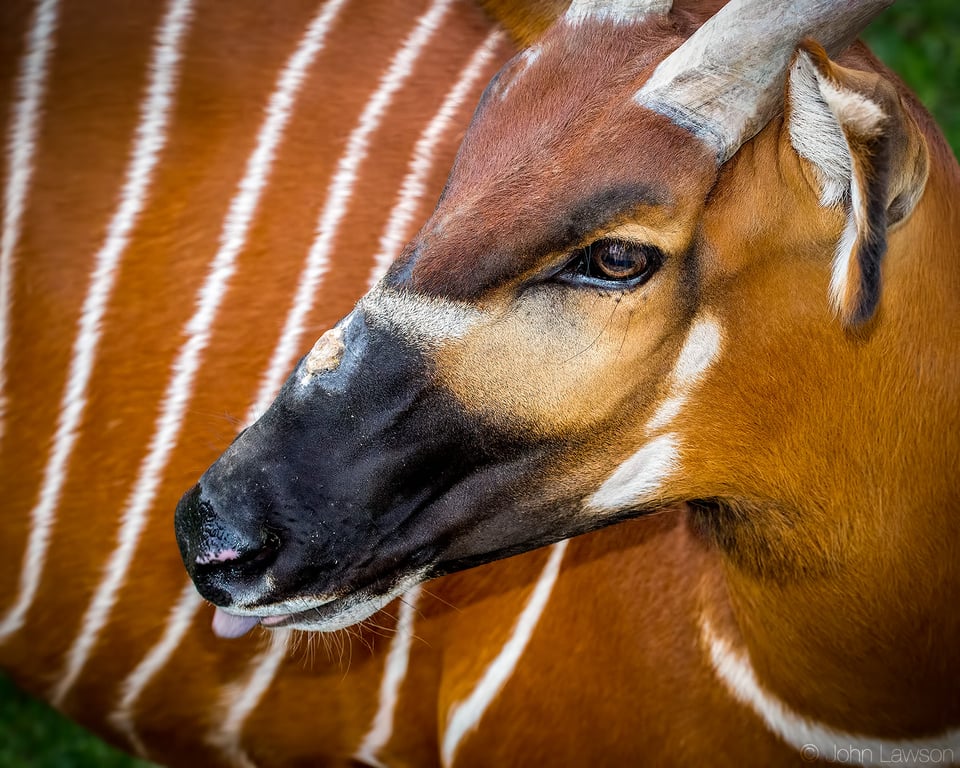 Bongo 1 (C) 150mm f_8 1_250s ISO1600