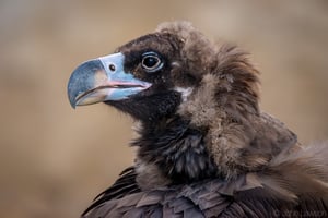 Cinereous Vulture (C) 600mm f_6.3 1_200s ISO1600