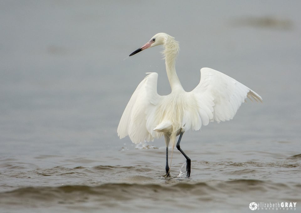 Dance of the Egret