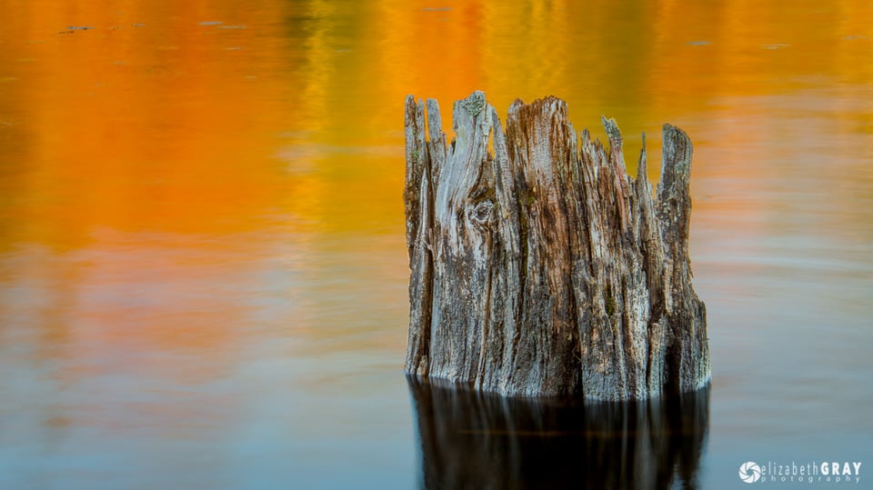 Golden Stump