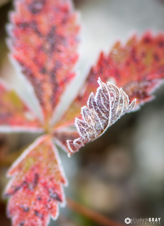 First Frost