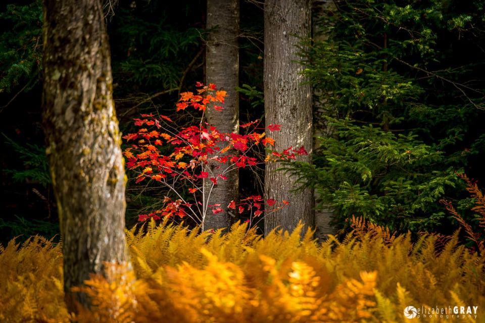 Maple and Ferns