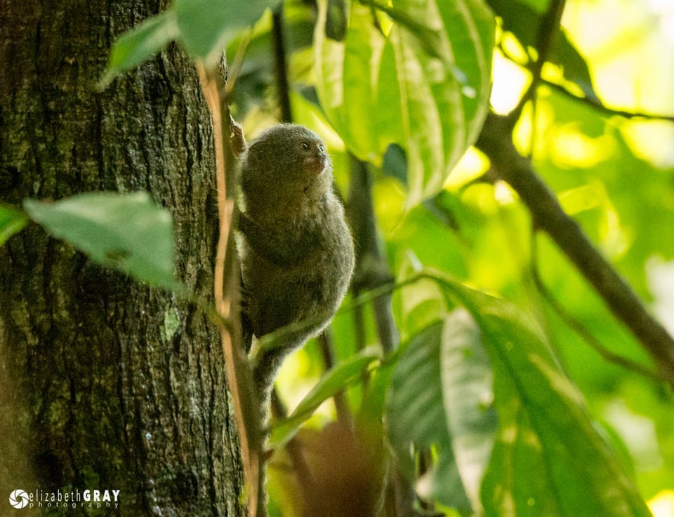 Marmoset Monkey