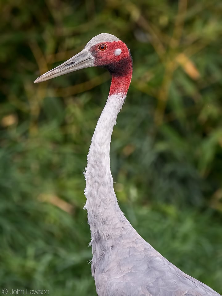 Sarus Crane (C) 390mm f_6 1_250s ISO1600