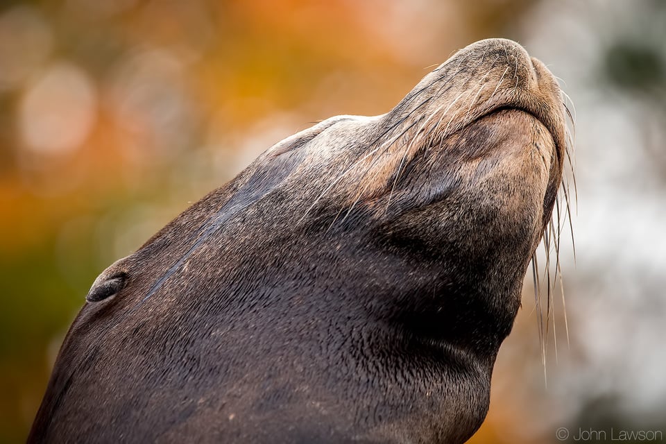 Sea Lion (C) 500mm f_6.3 1_250s ISO1600