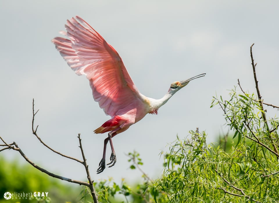 Spoonbill Takeoff