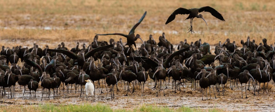 Verm-CE-Ibis-Salton-Sea-0696