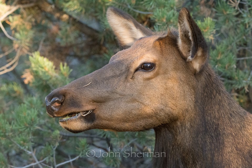 Verm-elk-munching-South-Rim-726372