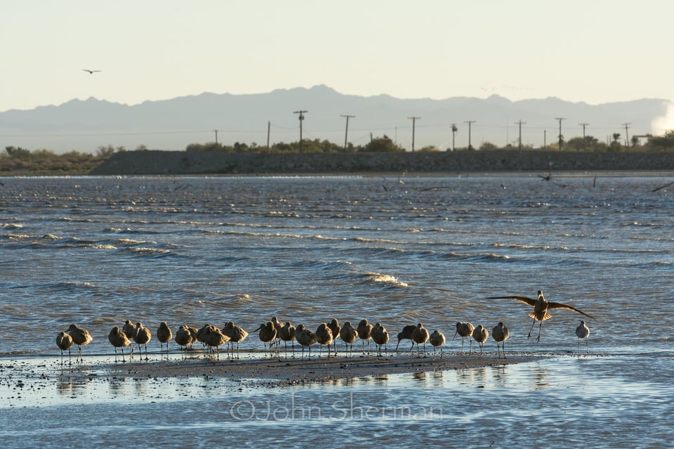 Verm-godwit-landing-Salton-Sea-725163-2