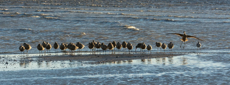 Verm-godwit-landing-Salton-Sea-725163