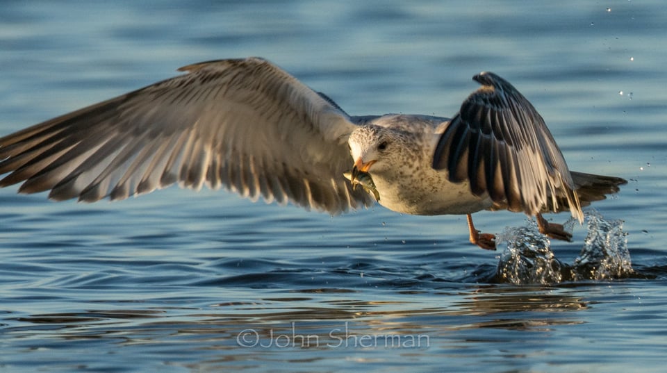 Verm-gull-w-tilapia-Salton-Sea-722965