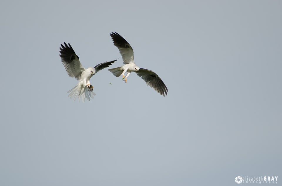 White-Tailed Kite Courtship