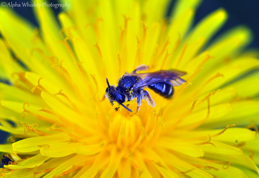 2 Blue Wasp