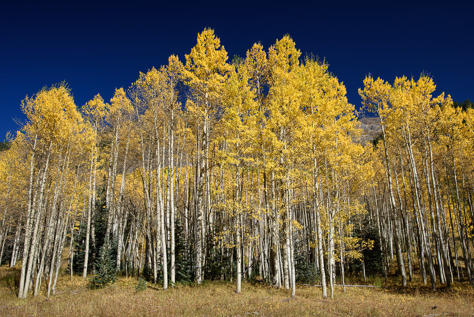 Maximum Degree of Polarization Dark Sky