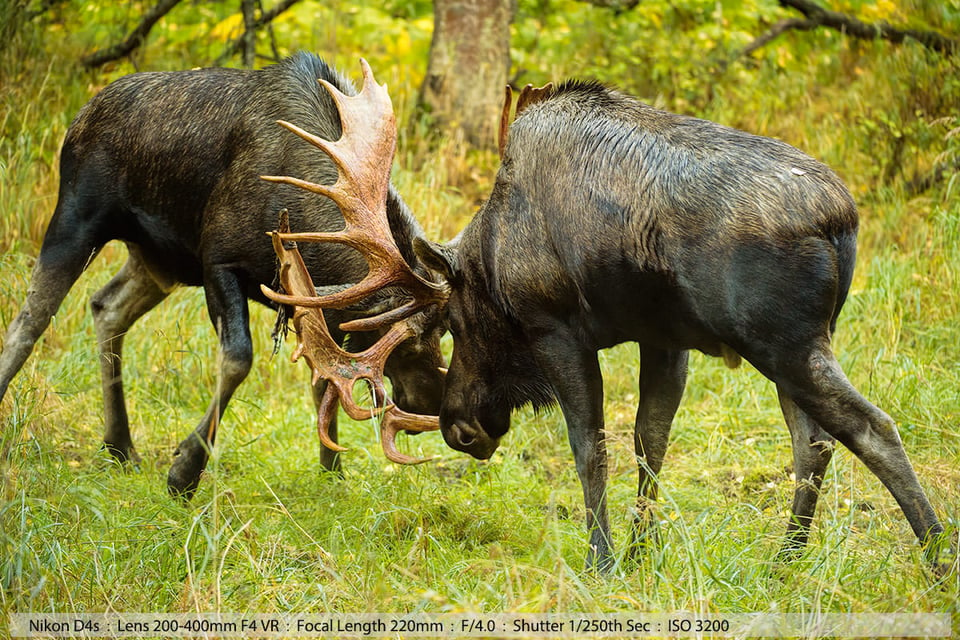 Big Bull Moose Fight Anchorage Alaska